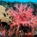 coral_soft_ni_h_0705_png1594.jpg